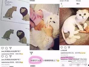 娱乐吃瓜酱虐猫博主